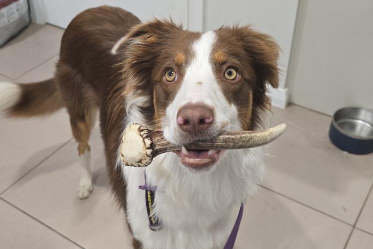 Elsie the border collie